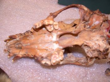 Media type: image;   Mammalogy 47444